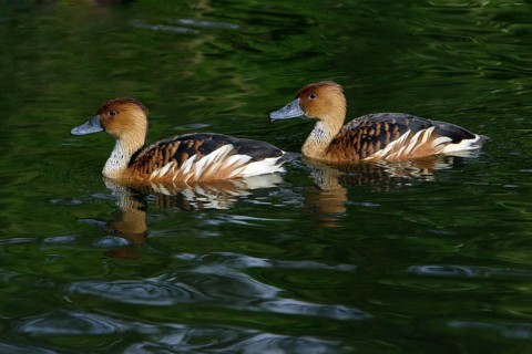 Fulvous Whistling Ducks (Dendrocygna bicolor)