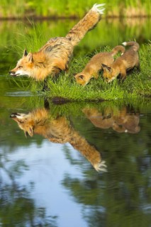 American Red Fox (Vulpes vulpes fulva) with cubs