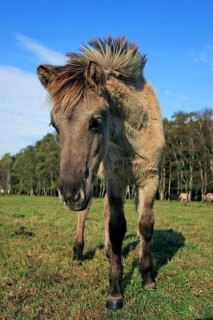 Dülmen wild horse, foal, Merfelder Bruch, Dülmen, North Rhine-Westphalia, Germany, Europe