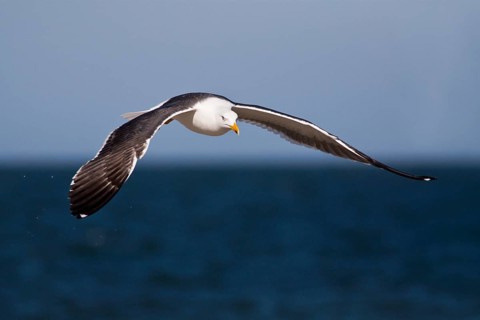 Flying Lesser black-backed gull (Larus fuscus), Helgoland, Germany, Europe