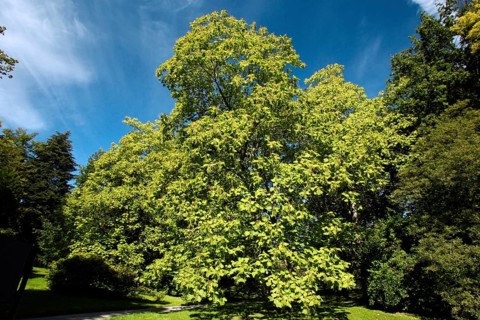 Indian Bean-Tree, mountain park Wilhelmshohe, Kassel, Hessen, Germany (Catalpa bignonioides),