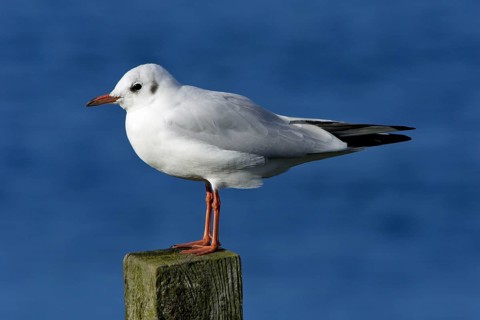 Black-headed Gull (Larus ridibundus), winter plumage, Northumberland, England, side