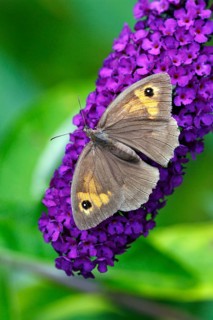 Meadow-brown on (Buddleia), Lower Saxony, Germany, Meadow (Maniola jurtina) Brown, Europe