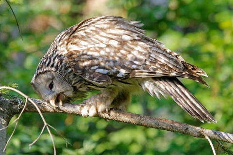 Ural Owl (Strix uralensis)