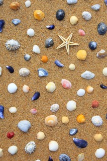 Starfish and mussels in the sand