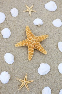 Starfish and shells in the sand