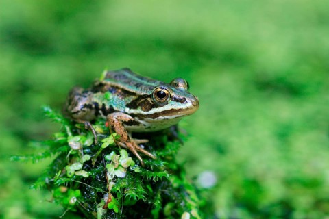 Water frog ( Rana esculenta) , Switzerland, Europe