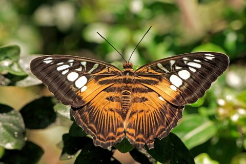 Clipper (Parthenos sylvia violacea), Malay blue, Malaysia, Asia