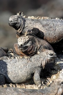 Galapagos marine iguanas (Amblyrhynchus cristatus), marine iguana, Ecuador, South America