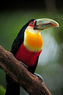 Red-breasted toucan, green-billed toucan (Ramphastos dicolorus), Brazil, South America