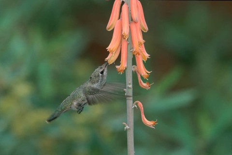 Anna's hummingbird (Calypte anna), young male, Sonora Desert, Arizona, page, USA, North America