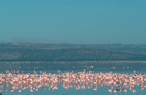 Lesser Flamingos (Phoeniconaias minor) at lake Nakuru, Nakuru national park, Kenya, Africa