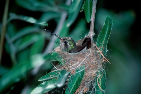 Broad-billed hummingbird (Cynanthus latirostris) on nest, Sonoran Desert, Arizona, page, USA, North