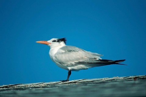 Royal tern (Thalasseus maximus) Sanibe, Page, Iceland, USA, Europe
