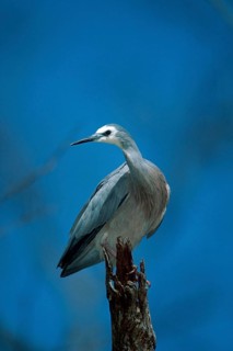 White-faced Egret (Ardea novaehollandiae) (Egretta novaehollandiae)