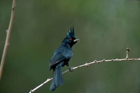 Painopeple (Phainopepla nitens) Sonora desert, Arizona, USA, North America