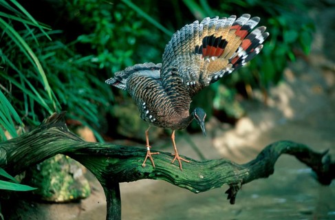 Sunbittern (Eurypyga helias), wing