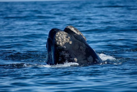 Southern Right Whale (Eubalaena australis), South_Africa (Balaena glacialis australis)