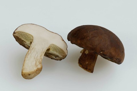 Boletus, bay bolete (Xerocomus badius), Europe, landscape, horizontal, crop, object, indoor,