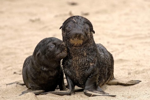 Young South African Fur Seals (Arctocephalus pusillus), pygmy fur seal, r fur seal, Cape Cross,