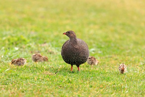 Cape spurfowl (Francolinus capensis), female with chicks