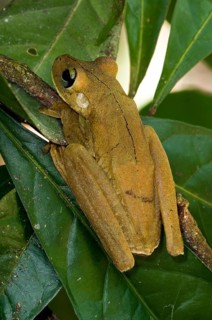 Rosenberg's Gladiator tree frog, Rosenberg's treefrog (Hypsiboas rosenbergi) (Hyla rosenbergi)
