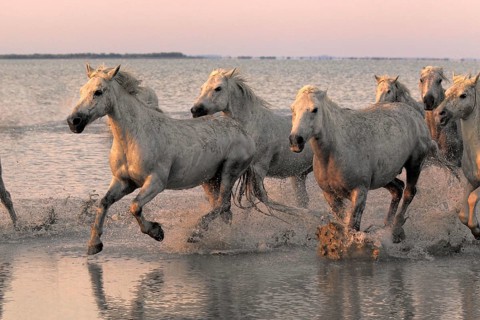 Camargue horses, Camargue, Provence, South of France, Camargue horse, grey, evening light