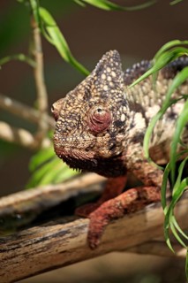 Giant chameleon, male, Madagascar malagasy giant chameleon (Furcifer oustaleti), Madagascar, Africa