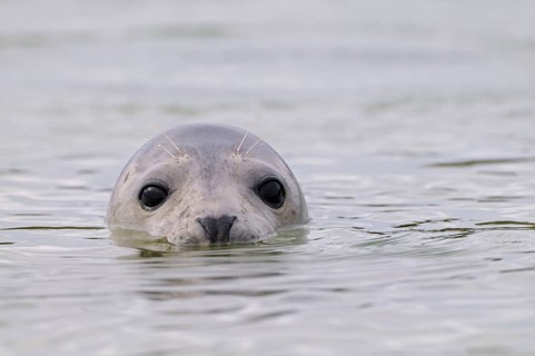 Common seal, Helgoland dune, Schleswig-Holstein, Germany, Europe