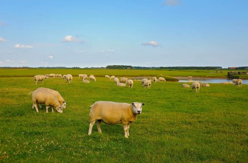 Texel sheep, near Den Burg, Texel Island, North Holland, Netherlands