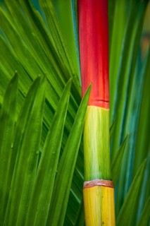 Coloured, colourful, colourful bamboo, plant, flora, decoration, detail, trunk, vegetation,