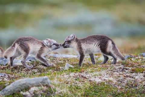Arctic foxes (Vulpes lagopus), puppies sniffing, Varanger, Finnmark, Norway, Europe