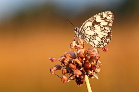 Marbled white (Melanargia galathea) in cold torpor on the flower of rocambole (Allium