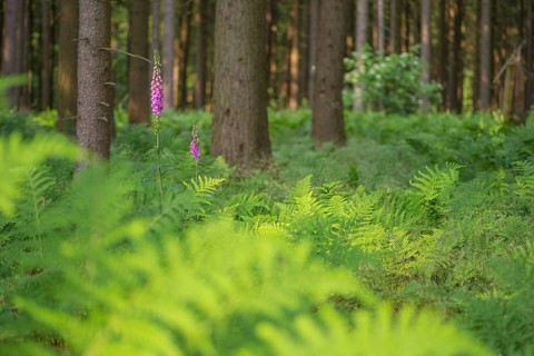 Common foxglove (Digitalis purpurea), forest floor covered with royal fern (Osmunda regalis),