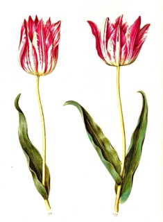 Garden tulip (Tulipa) gesneriana, Historic, digitally enhanced reproduction of an original from the