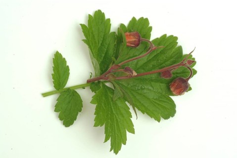 Water avens (Geum rivale), medicinal plant, medicinal use