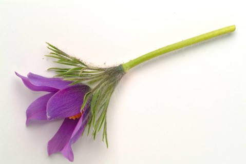Common pasque flower (Pulsatilla) vulgaris, also known as common pasque flower, pasque flower or
