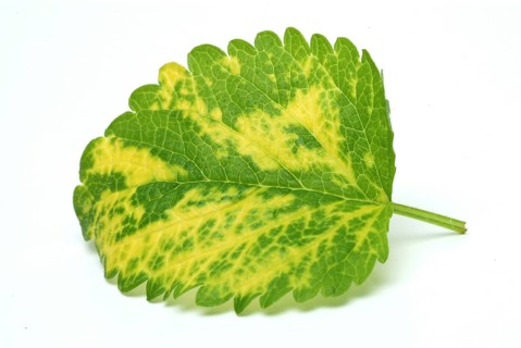 Yellow lemon balm (Melissa officinalis) or melissa, family of the labiates, the foliage leaves,