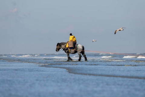 Horse fishermen with his trawl net catching Brown shrimp (Crangon crangon), Koksijde, North Sea