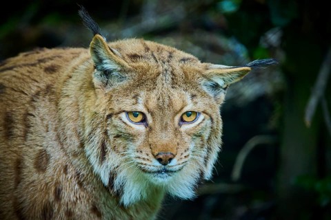 Eurasian lynx (Lynx lynx), observing attentively, its brown fur and characteristic ear tufts are