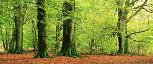 Giant old beech trees in the Hutewald forest with moss-covered roots, natural monument, Sababurg
