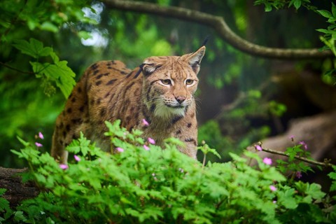 Eurasian lynx (Lynx lynx), walking through the forest and observing attentively, its brown fur and