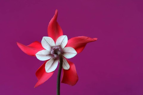 Cyclamen 'Exclusive Petticoat', Cyclamen spec, studio shot