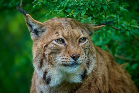 Eurasian lynx (Lynx lynx), observing attentively, its brown fur and characteristic ear tufts are