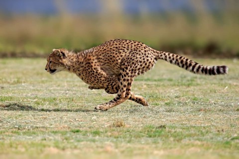 Cheetah (Acinonyx jubatus), subadult, half-grown young, hunting, running, running, Western Cape,