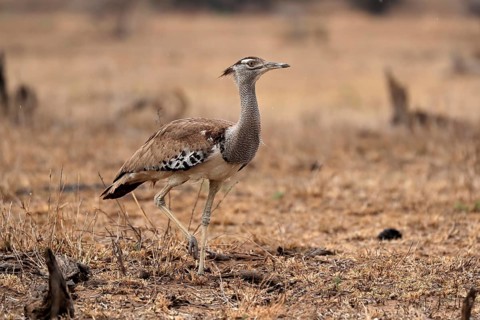 Giant bustard, kori bustard (Ardeotis kori), adult, running, foraging, alert, Kruger National Park,