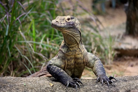 Komodo dragon (Varanus komodoensis), adult on rock, portrait, captive, Singapore, Asia