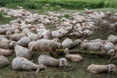 Resting, freshly shorn sheep in a nature reserve in Franconian Switzerland, Bavaria, Germany,