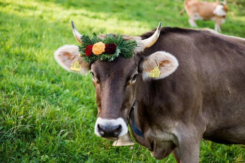 Cow decorated with flowers, cattle drive, Münstertal, Southern Black Forest, Black Forest,