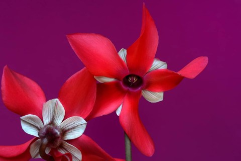 Cyclamen 'Exclusive Petticoat', Cyclamen spec, studio shot